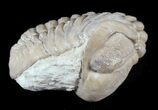 Enrolled Lochovella (Reedops) Trilobite - Oklahoma #46031-2